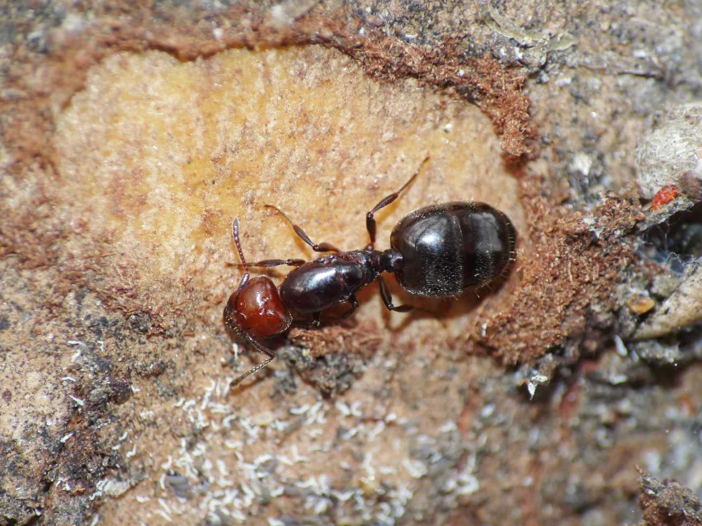Femmina fondatrice di Crematogaster scutellaris